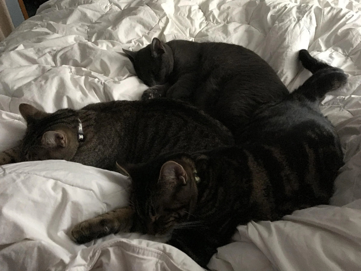 Three cats sleeping together on a white bedspread